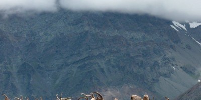 MONTE CHANDELLY (Valsavarenche) (2809 m) - 02-07-2017 ESCURSIONISMO ESTIVO 