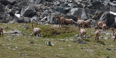 MONTE CHANDELLY (Valsavarenche) (2809 m) - 02-07-2017 ESCURSIONISMO ESTIVO 