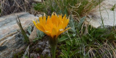 MONTE CHANDELLY (Valsavarenche) (2809 m) - 02-07-2017 ESCURSIONISMO ESTIVO 