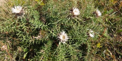 Trekking Traversata GTA delle Valli Occitane - 31-07-2022 TREKKING ESTIVI 21-carline-gli-unici-fiori-che-ci-hanno-accompagnato-nel-percorso.jpg