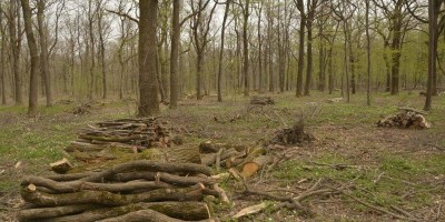 ESCURSIONE PARCO DEL BOSCO DELLE SORTI DELLA  PARTECIPANZA DI TRINO - 08-04-2018 ESCURSIONISMO ESTIVO 