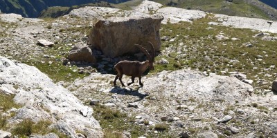 Truc Peyrous - Val di Susa - 18-07-2021 ESCURSIONISMO ESTIVO 