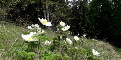 Cresta della Balma e vallone di Rodoretto Val Germanasca - 02-06-2024 ESCURSIONISMO ESTIVO 