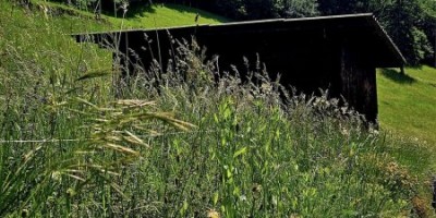 Escursione alle  Vette di Monte Isola - Trekking a Brescia – Lago Iseo (in collaborazione con GEAT) - 19-05-2024 ESCURSIONISMO ESTIVO 