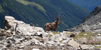 Truc Peyrous - Val di Susa - 18-07-2021 ESCURSIONISMO ESTIVO 