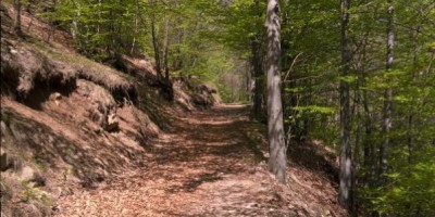 LA FAGGETA DEL VALLONE DI GRAN DUBBIONE (Pinerolese) - 22-04-2018 ESCURSIONISMO ESTIVO 