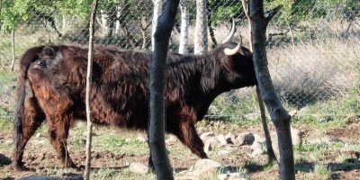 GRAN GIRO IN BASSA VAL DI SUSA (Valli del Casternone, Messa, Sessi, Dora) - 29-04-2017 ESCURSIONISMO ESTIVO 