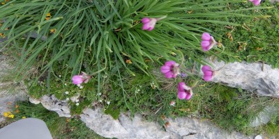 TREKKING SULLE ALPI DEL SOLE – dal Parco del Marguareis al Parco delle Alpi Liguri	 - 04-08-2018 TREKKING ESTIVI 