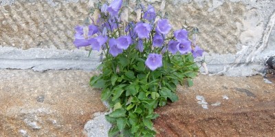 TREKKING SULLE ALPI DEL SOLE – dal Parco del Marguareis al Parco delle Alpi Liguri	 - 04-08-2018 TREKKING ESTIVI 