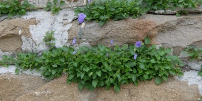 TREKKING SULLE ALPI DEL SOLE – dal Parco del Marguareis al Parco delle Alpi Liguri	 - 04-08-2018 TREKKING ESTIVI 