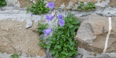 TREKKING SULLE ALPI DEL SOLE – dal Parco del Marguareis al Parco delle Alpi Liguri	 - 04-08-2018 TREKKING ESTIVI 