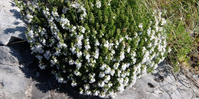 TREKKING SULLE ALPI DEL SOLE – dal Parco del Marguareis al Parco delle Alpi Liguri	 - 04-08-2018 TREKKING ESTIVI 