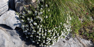 TREKKING SULLE ALPI DEL SOLE – dal Parco del Marguareis al Parco delle Alpi Liguri	 - 04-08-2018 TREKKING ESTIVI 