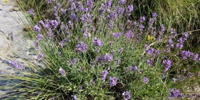 TREKKING SULLE ALPI DEL SOLE – dal Parco del Marguareis al Parco delle Alpi Liguri	 - 04-08-2018 TREKKING ESTIVI 