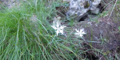 TREKKING SULLE ALPI DEL SOLE – dal Parco del Marguareis al Parco delle Alpi Liguri	 - 04-08-2018 TREKKING ESTIVI 