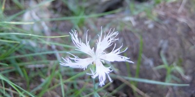 TREKKING SULLE ALPI DEL SOLE – dal Parco del Marguareis al Parco delle Alpi Liguri	 - 04-08-2018 TREKKING ESTIVI 