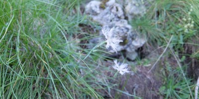 TREKKING SULLE ALPI DEL SOLE – dal Parco del Marguareis al Parco delle Alpi Liguri	 - 04-08-2018 TREKKING ESTIVI 