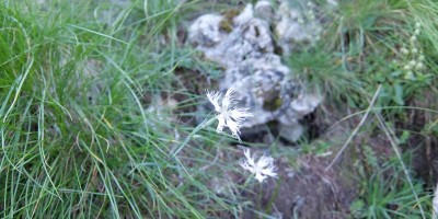 TREKKING SULLE ALPI DEL SOLE – dal Parco del Marguareis al Parco delle Alpi Liguri	 - 04-08-2018 TREKKING ESTIVI 