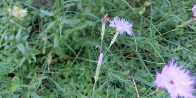 TREKKING SULLE ALPI DEL SOLE – dal Parco del Marguareis al Parco delle Alpi Liguri	 - 04-08-2018 TREKKING ESTIVI 