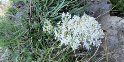 TREKKING SULLE ALPI DEL SOLE – dal Parco del Marguareis al Parco delle Alpi Liguri	 - 04-08-2018 TREKKING ESTIVI 