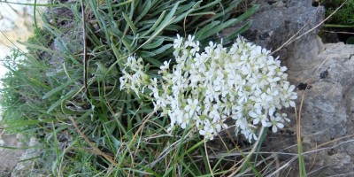 TREKKING SULLE ALPI DEL SOLE – dal Parco del Marguareis al Parco delle Alpi Liguri	 - 04-08-2018 TREKKING ESTIVI 