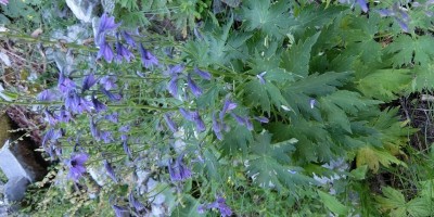 TREKKING SULLE ALPI DEL SOLE – dal Parco del Marguareis al Parco delle Alpi Liguri	 - 04-08-2018 TREKKING ESTIVI 