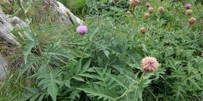 TREKKING SULLE ALPI DEL SOLE – dal Parco del Marguareis al Parco delle Alpi Liguri	 - 04-08-2018 TREKKING ESTIVI 