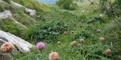 TREKKING SULLE ALPI DEL SOLE – dal Parco del Marguareis al Parco delle Alpi Liguri	 - 04-08-2018 TREKKING ESTIVI 