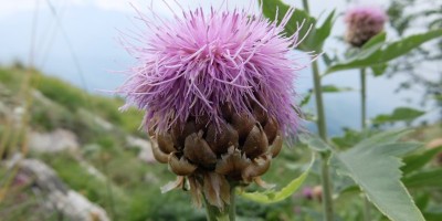 TREKKING SULLE ALPI DEL SOLE – dal Parco del Marguareis al Parco delle Alpi Liguri	 - 04-08-2018 TREKKING ESTIVI 