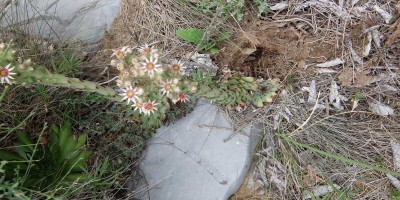 TREKKING SULLE ALPI DEL SOLE – dal Parco del Marguareis al Parco delle Alpi Liguri	 - 04-08-2018 TREKKING ESTIVI 