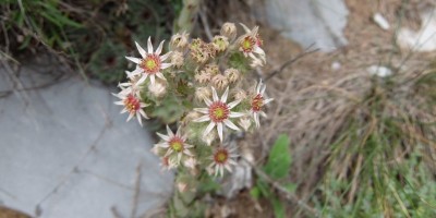 TREKKING SULLE ALPI DEL SOLE – dal Parco del Marguareis al Parco delle Alpi Liguri	 - 04-08-2018 TREKKING ESTIVI 