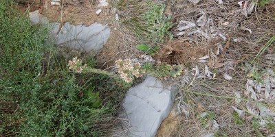 TREKKING SULLE ALPI DEL SOLE – dal Parco del Marguareis al Parco delle Alpi Liguri	 - 04-08-2018 TREKKING ESTIVI 