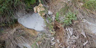 TREKKING SULLE ALPI DEL SOLE – dal Parco del Marguareis al Parco delle Alpi Liguri	 - 04-08-2018 TREKKING ESTIVI 