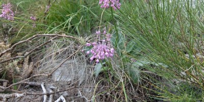 TREKKING SULLE ALPI DEL SOLE – dal Parco del Marguareis al Parco delle Alpi Liguri	 - 04-08-2018 TREKKING ESTIVI 