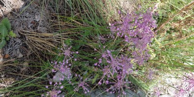 TREKKING SULLE ALPI DEL SOLE – dal Parco del Marguareis al Parco delle Alpi Liguri	 - 04-08-2018 TREKKING ESTIVI 