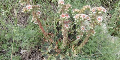 TREKKING SULLE ALPI DEL SOLE – dal Parco del Marguareis al Parco delle Alpi Liguri	 - 04-08-2018 TREKKING ESTIVI 