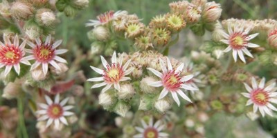 TREKKING SULLE ALPI DEL SOLE – dal Parco del Marguareis al Parco delle Alpi Liguri	 - 04-08-2018 TREKKING ESTIVI 