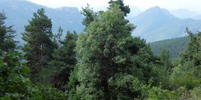 TREKKING SULLE ALPI DEL SOLE – dal Parco del Marguareis al Parco delle Alpi Liguri	 - 04-08-2018 TREKKING ESTIVI 