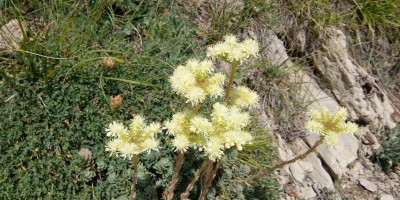 TREKKING SULLE ALPI DEL SOLE – dal Parco del Marguareis al Parco delle Alpi Liguri	 - 04-08-2018 TREKKING ESTIVI 