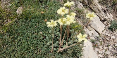 TREKKING SULLE ALPI DEL SOLE – dal Parco del Marguareis al Parco delle Alpi Liguri	 - 04-08-2018 TREKKING ESTIVI 