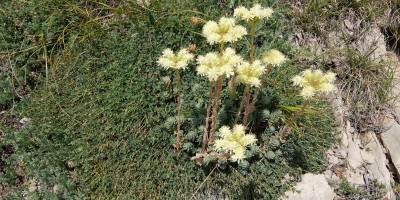 TREKKING SULLE ALPI DEL SOLE – dal Parco del Marguareis al Parco delle Alpi Liguri	 - 04-08-2018 TREKKING ESTIVI 