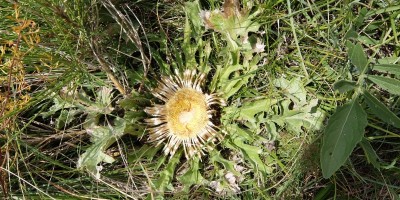 TREKKING SULLE ALPI DEL SOLE – dal Parco del Marguareis al Parco delle Alpi Liguri	 - 04-08-2018 TREKKING ESTIVI 