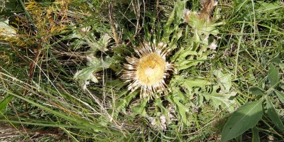 TREKKING SULLE ALPI DEL SOLE – dal Parco del Marguareis al Parco delle Alpi Liguri	 - 04-08-2018 TREKKING ESTIVI 