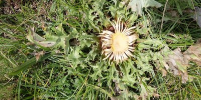 TREKKING SULLE ALPI DEL SOLE – dal Parco del Marguareis al Parco delle Alpi Liguri	 - 04-08-2018 TREKKING ESTIVI 