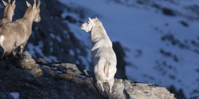 E’ di nuovo lui, lo stambecco bianco