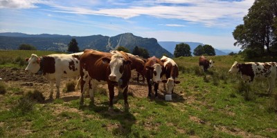 Trekking Monti Bauges - 01-08-2016 TREKKING ESTIVI Trekking UET 2016 - Parco Naturale Regionale dei Monti Bauges -  foto di Laura Spagnolini