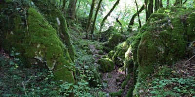 Trekking Monti Bauges - 01-08-2016 TREKKING ESTIVI Trekking UET 2016 - Itinerario nel bosco -  foto di Laura Spagnolini