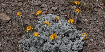 Monte Chenaillet 2650 m – sentiero geologico (***) - 28-07-2019 ESCURSIONISMO ESTIVO 