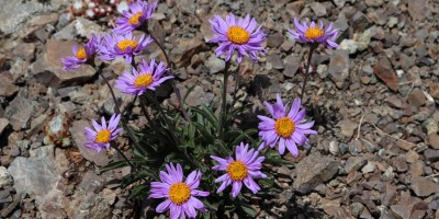 Monte Chenaillet 2650 m – sentiero geologico (***) - 28-07-2019 ESCURSIONISMO ESTIVO 