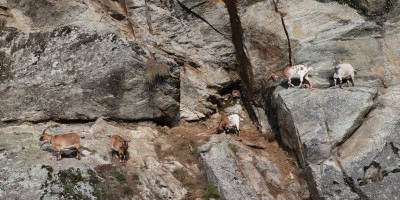 Parco Nazionale Gran Paradiso: dal Rifugio Mila (1583 m) al Col di Nel (2550 m) - 01-09-2019 ESCURSIONISMO ESTIVO 